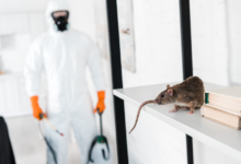 Pest Control: Tackling Wasps and More with Local Exterminators