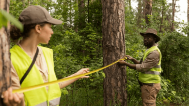How to Advance Your Career as an Arborist