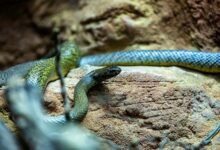 world s longest snake discovered