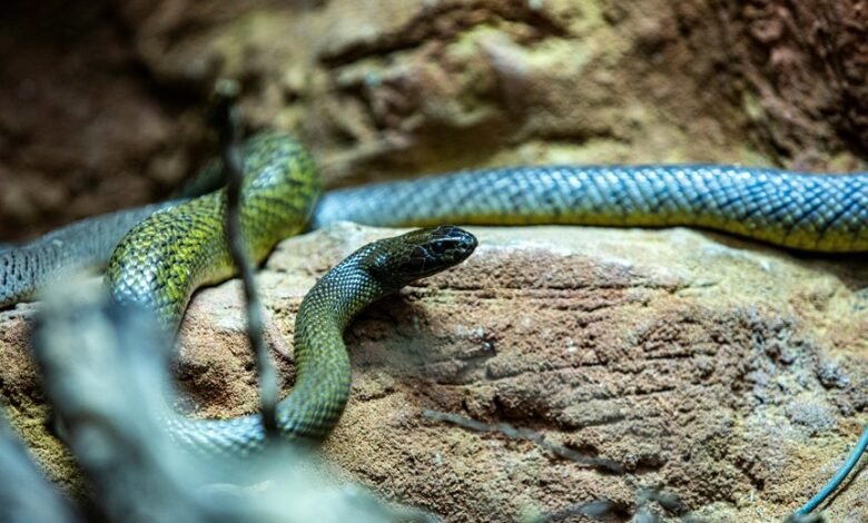 world s longest snake discovered