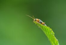 a beginner guide bug fixes